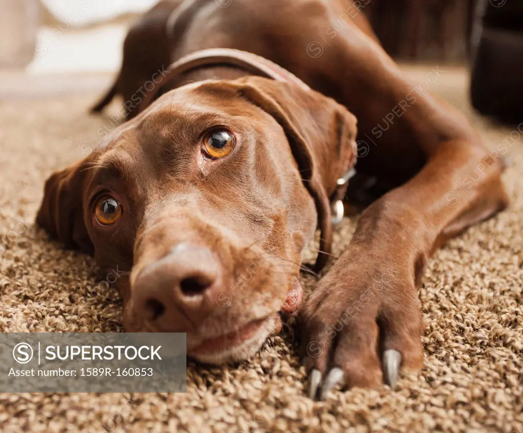 Close up of dog laying on floor