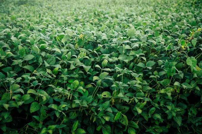 High angle view of plants growing in field