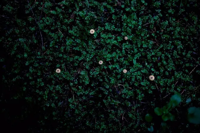 Close up of moss growing in dark forest