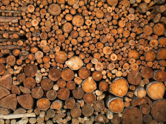 Pile of cut logs