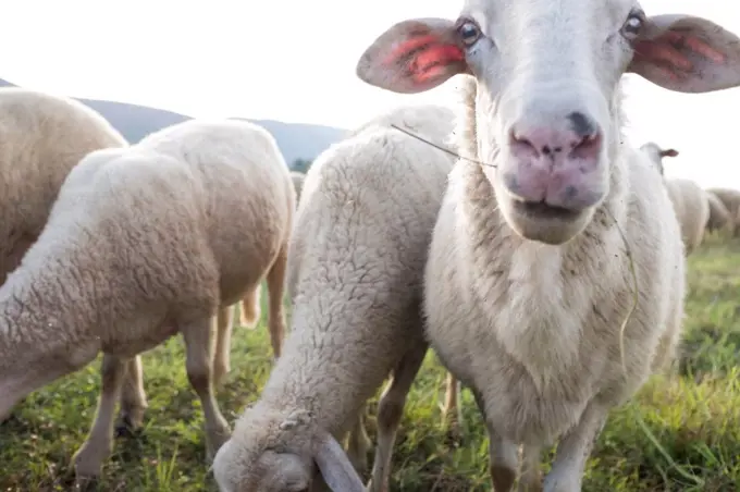 Flock of sheep grazing in field