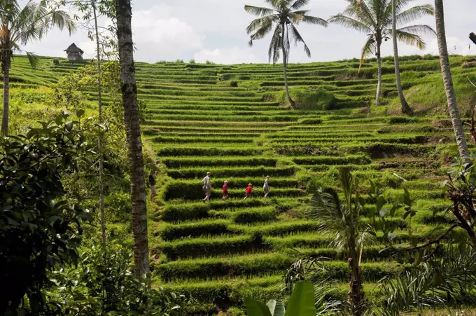 Caucasian tourists walking in rural rice paddy