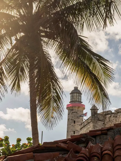 Palm tree near El Morro Fortress, Havana, Cuba