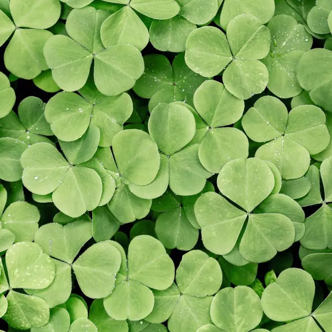 Close up of blooming clover plants