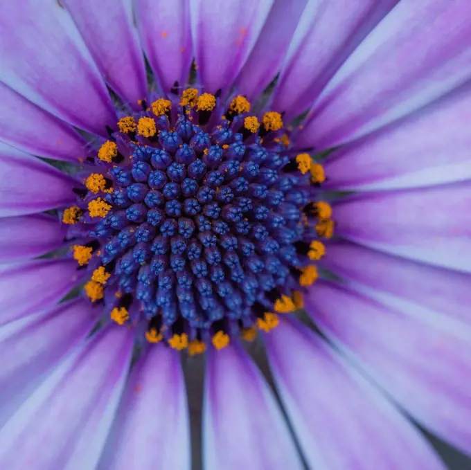 Close up of blooming flower