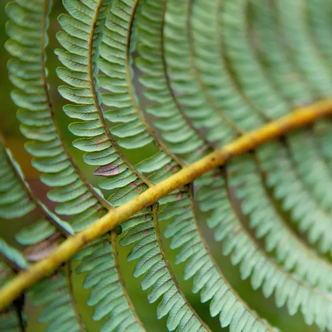 Close up of leaves growing on plant