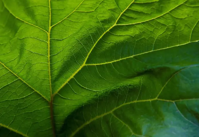 Close up of veins in green leaf