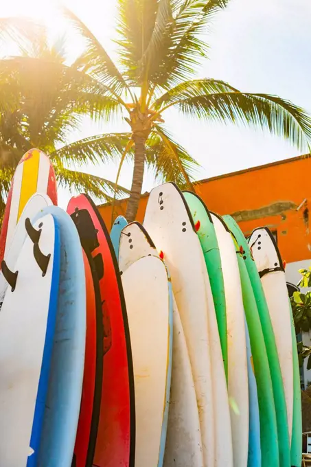 Surfboards under palm tree