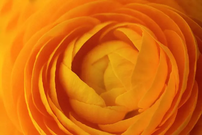 Close up of orange flower petals