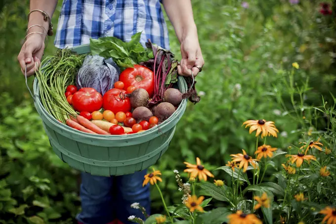 Gardener picking vegetables in garden