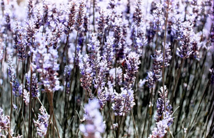 Close up of lavender flowers