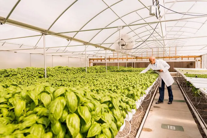 Mixed race scientist checking green basil plants in greenhouse