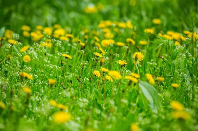 Dandelions in field