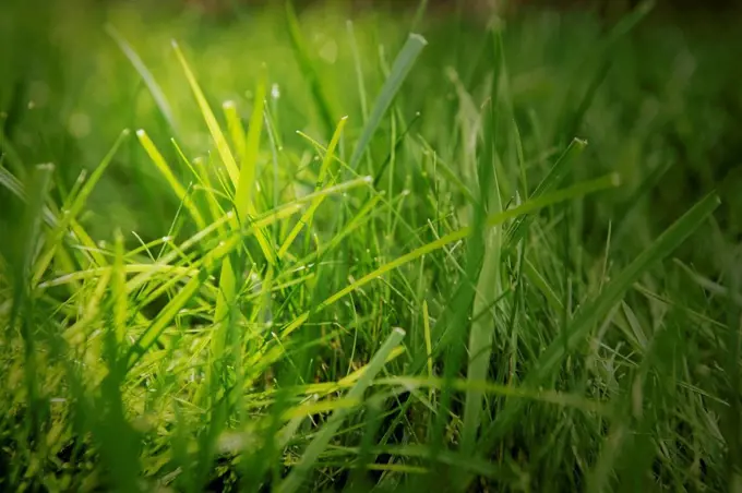 Close up of blades of grass