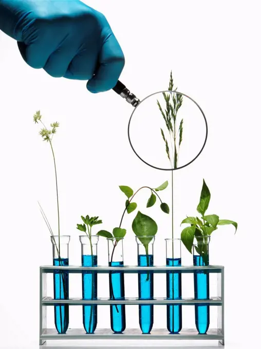 Hand holding magnifying glass on plants growing in test tubes