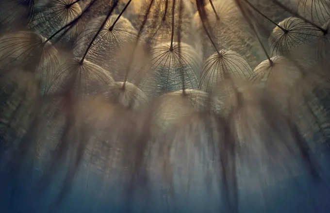 Close up of dandelion seeds