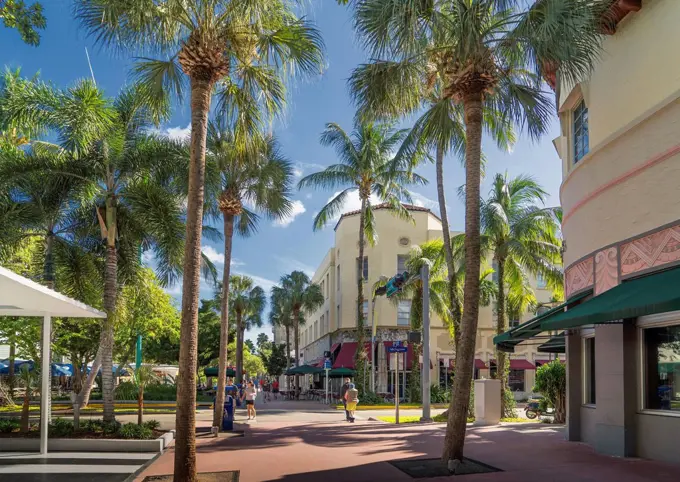 Palm trees on urban sidewalk, Miami Beach, Florida, United States