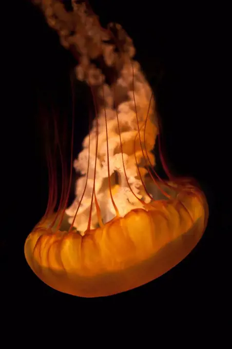 Jellyfish floating upside down