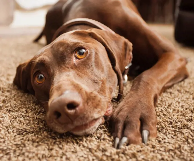 Close up of dog laying on floor