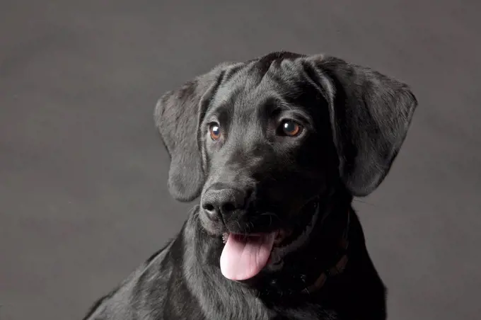 Close up of dog's panting face