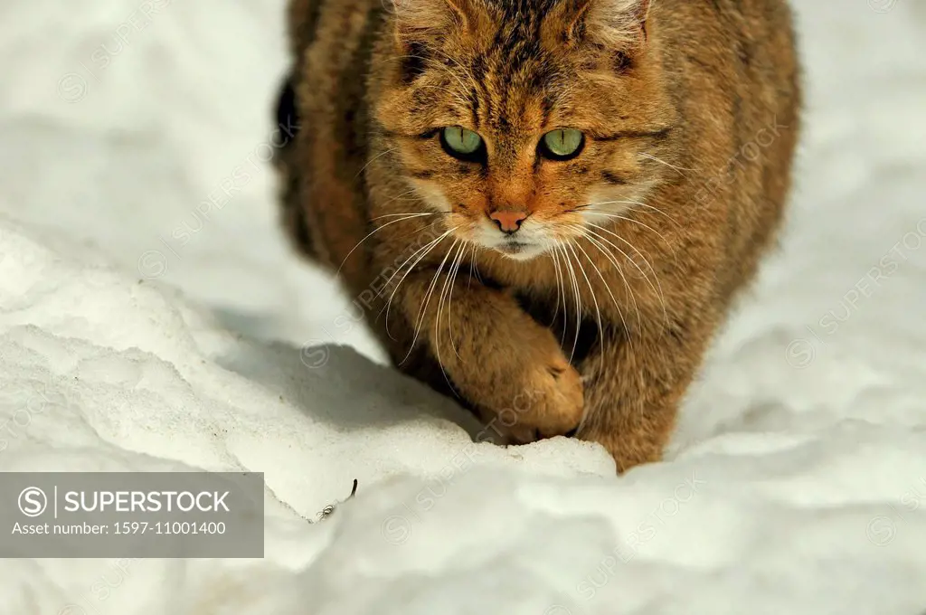 Wildcat, predator game, predator, predators, small cats, cats, cat, wild cats, Felis silvestris, wildcats, predator, snow, winter, wildcat, snow, anim...