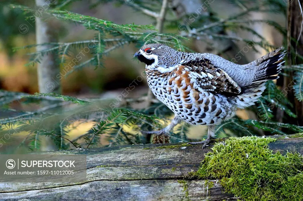 Hazel hen, hazel grouse, forest bird, hazel hens, chickens, hens, forest birds, bird, birds, wild bird, wild birds, Tetrastes bonasia, hazel cock, ani...