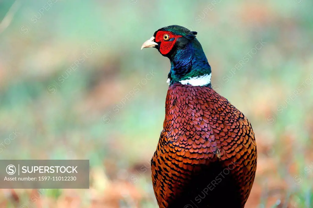 Pheasant, common pheasant, gallinaceous birds, Phasianus colchicus mongolicus, partridges, pheasants, partridge, galliforma, gallinaceous bird, cock, ...