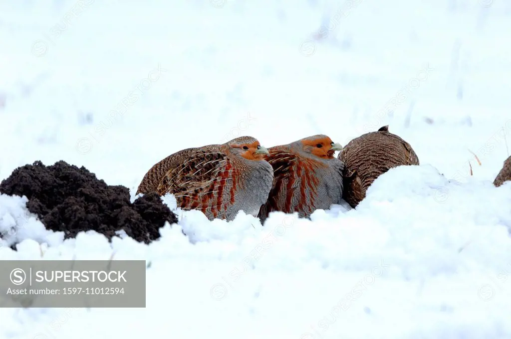 Partridge, Perdix perdix, gallinaceous bird, wild chickens, bird, Galliformes, partridges, bird, birds, winter, snow, animal, animals, Germany, Europe...