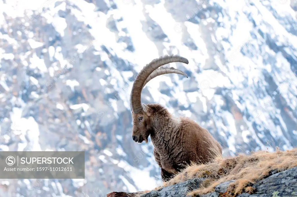 Capricorn, Ibex, mountain goat, cloven-hoofed animal, horns, Bovidae, goat-antelopes, Capra ibex, winter, snow, mountains, rut, goats, horns, fight, b...