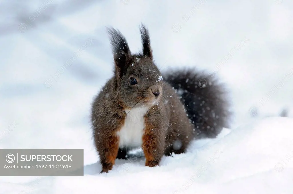 European squirrel, Sciurus vulgaris, squirrel, Bavarian squirrel, alpine, animal, animals, Germany, Europe,