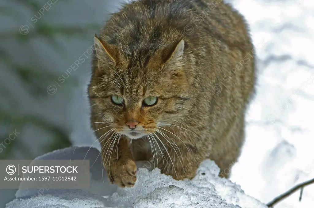 Wildcat, predator game, predator, predators, small cats, cats, cat, wild cats, Felis silvestris, winter, animal, animals, Germany, Europe,