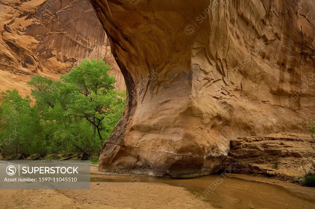 alcove, cottonwood, cottonwoods, Coyote Gulch, bottom, desert varnish, drainage, Escalante, Glen Canyon, National Recreation Area, Grand Staircase Esc...