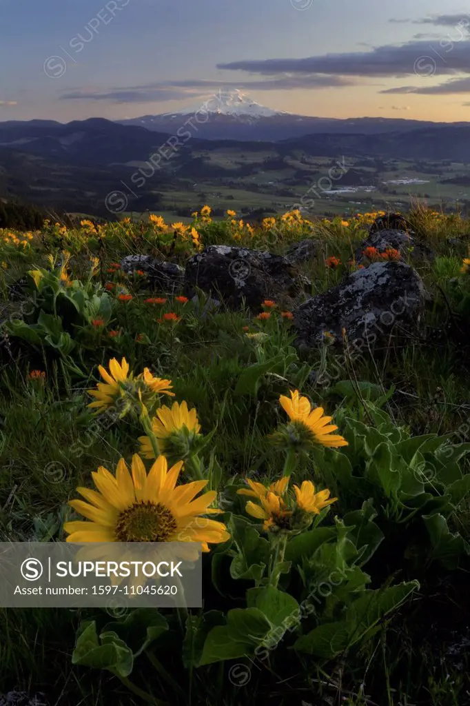 Mt Hood, mountain, Mount Hood, peak, volcano, vulcan, Cascades, Cascade Range, Hood River valley, Hood River, glacier, balsamroot, Indian Paintbrush, ...