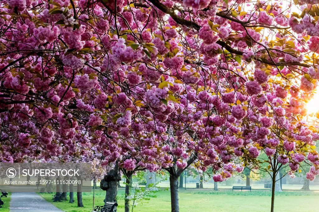 England, London, Greenwich, Greenwich Park, Cherry Blossom