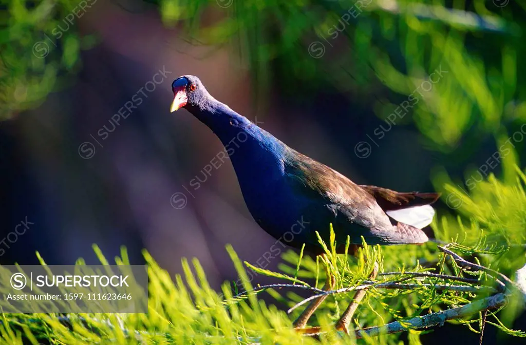 American Purple Gallinule, Porphyrio martinica, Rallidae, bird, animal, Bib Cypress National Reserve, Florida, USA