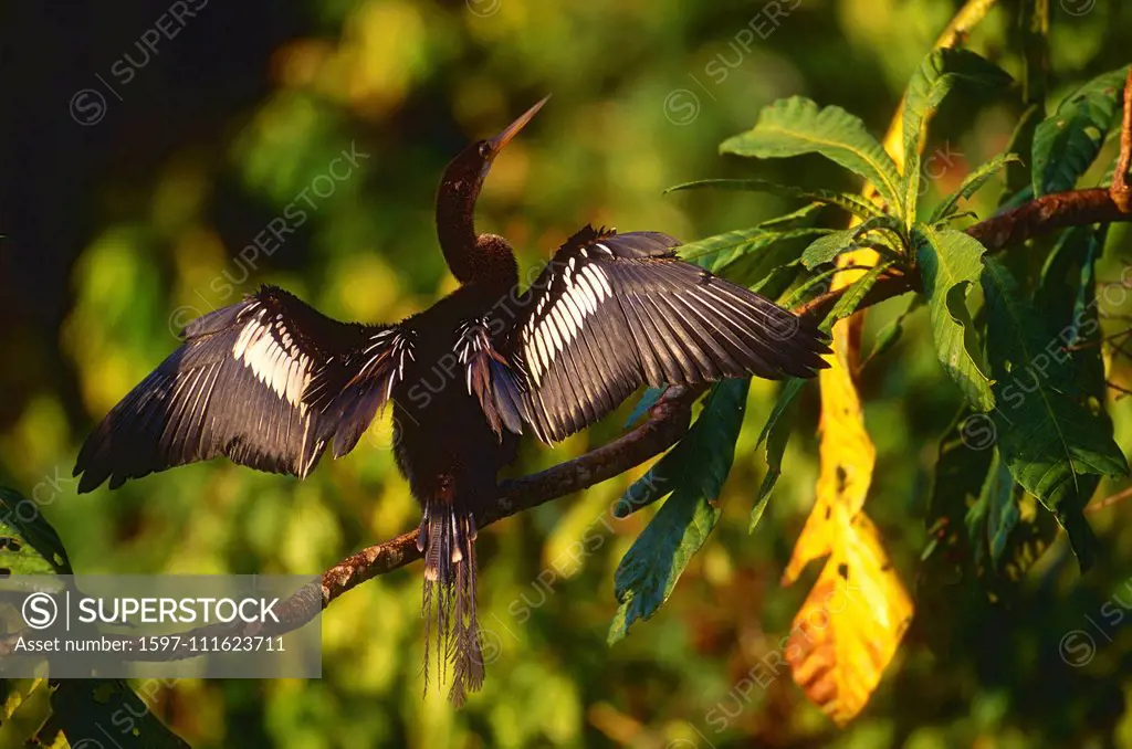 Anhinga, Anhinga anhinga, Anhingidae, wing drying, tail moulting, bird, animal, mangove swamp, wetland, Tortuguero, Costa Rica
