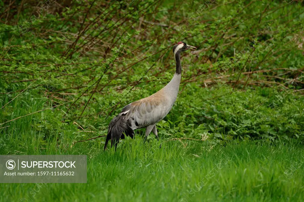 Common Crane, Grus grus, Gruidae, bird, animal, Mosjon, Nordland, Norway, Europe,