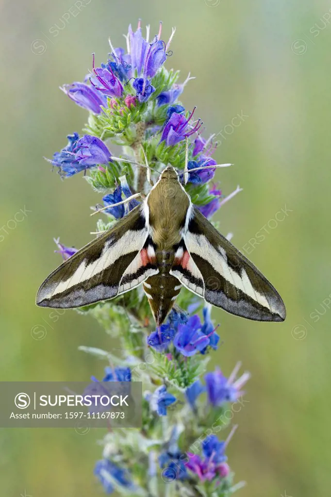 Animal, Insect, Moth, Hawk-Moth, Sphingidae, Hyles euphorbiae, Spurge Hawk-moth, Switzerland