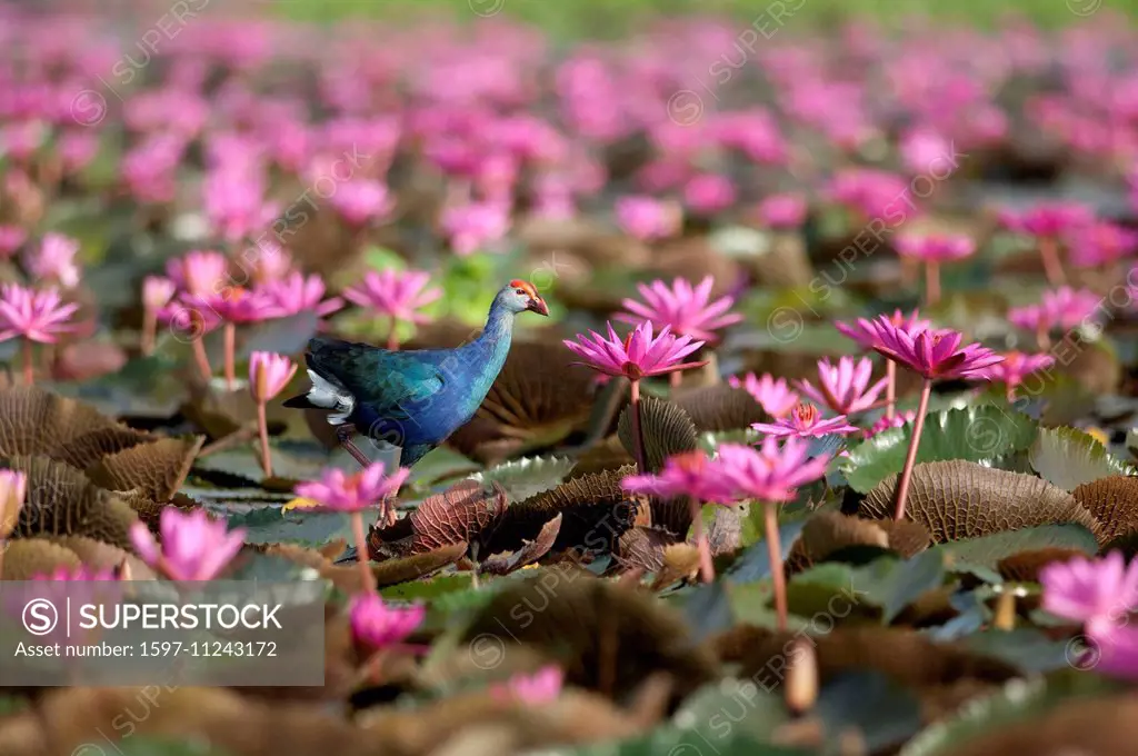 Purple Swamphen, bird, grey-headed swamphen, purple coot, purple gallinule, purple moorhen, porphyrio porphyrio poliocephalus, Thailand, Asia,