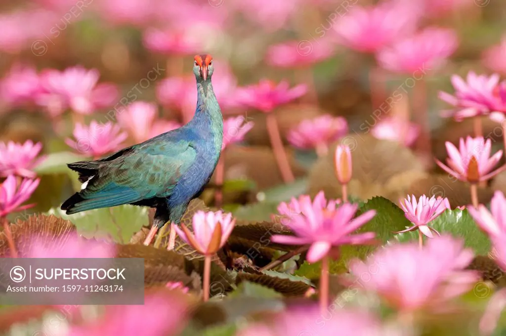 Purple Swamphen, bird, grey-headed swamphen, purple coot, purple gallinule, purple moorhen, porphyrio porphyrio poliocephalus, Thailand, Asia,