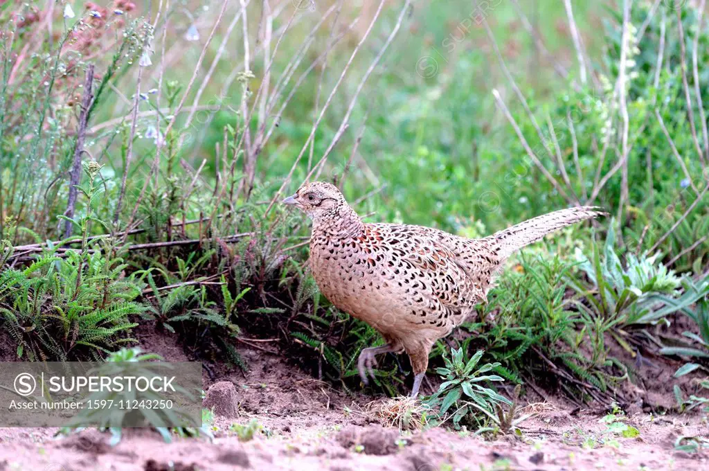 Pheasant, common pheasant, gallinaceous birds, Phasianus colchicus mongolicus, partridges, bird, galliforms, pheasants, partridge, gallinaceous bird, ...