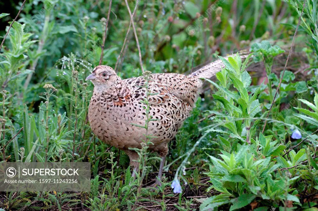 Pheasant, common pheasant, gallinaceous birds, Phasianus colchicus mongolicus, partridges, bird, galliforms, pheasants, partridge, gallinaceous bird, ...