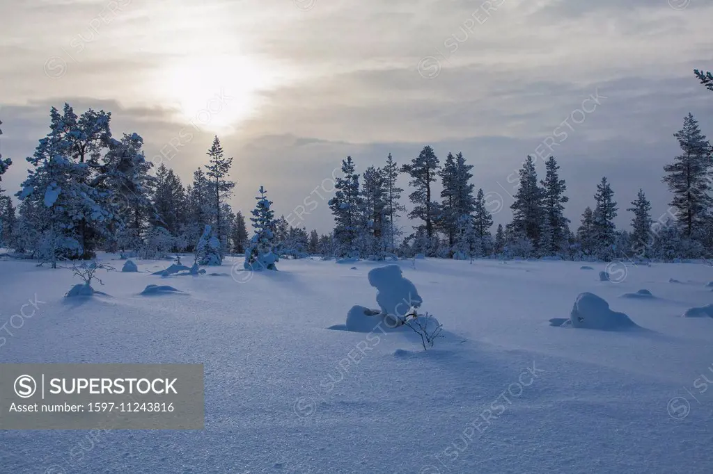 Trees, Europe, Finland, Kiilopää, scenery, landscape, Lapland, light mood, snow, Urho Kekkonen, national park, winter