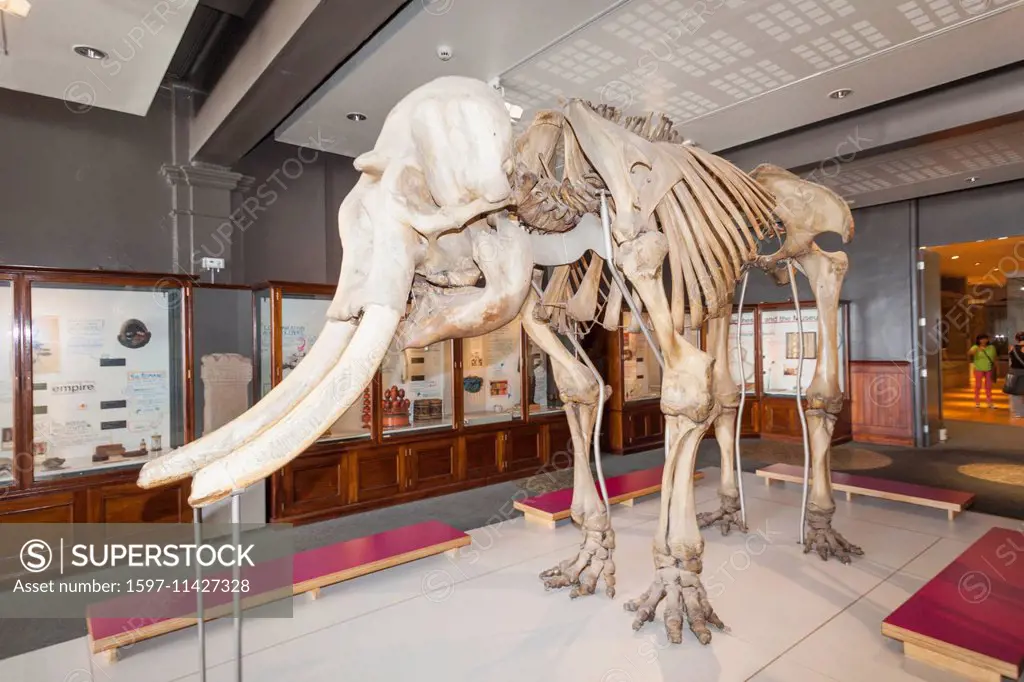 England, Manchester, city, Manchester Museum, Display of Skeleton of Asian Elephant named Maharajah