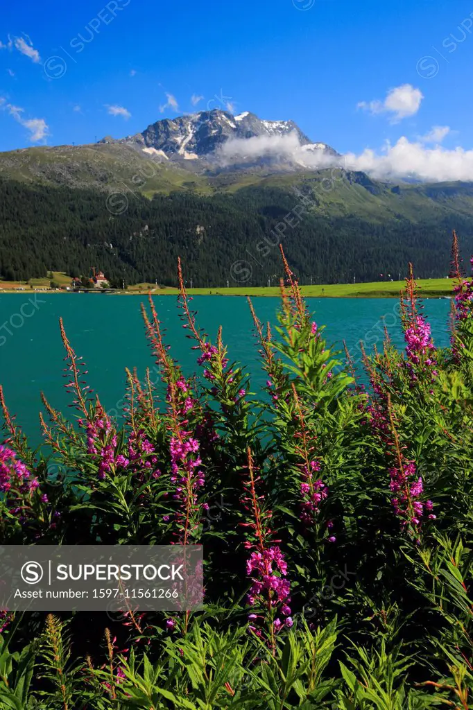 Alps, mountain, mountains, mountain lake, flowers, Champfersee, water, Lej Suol, Lej Suot, Lej da Champfer, Upper Engadine, willow herb, epilobum angu...