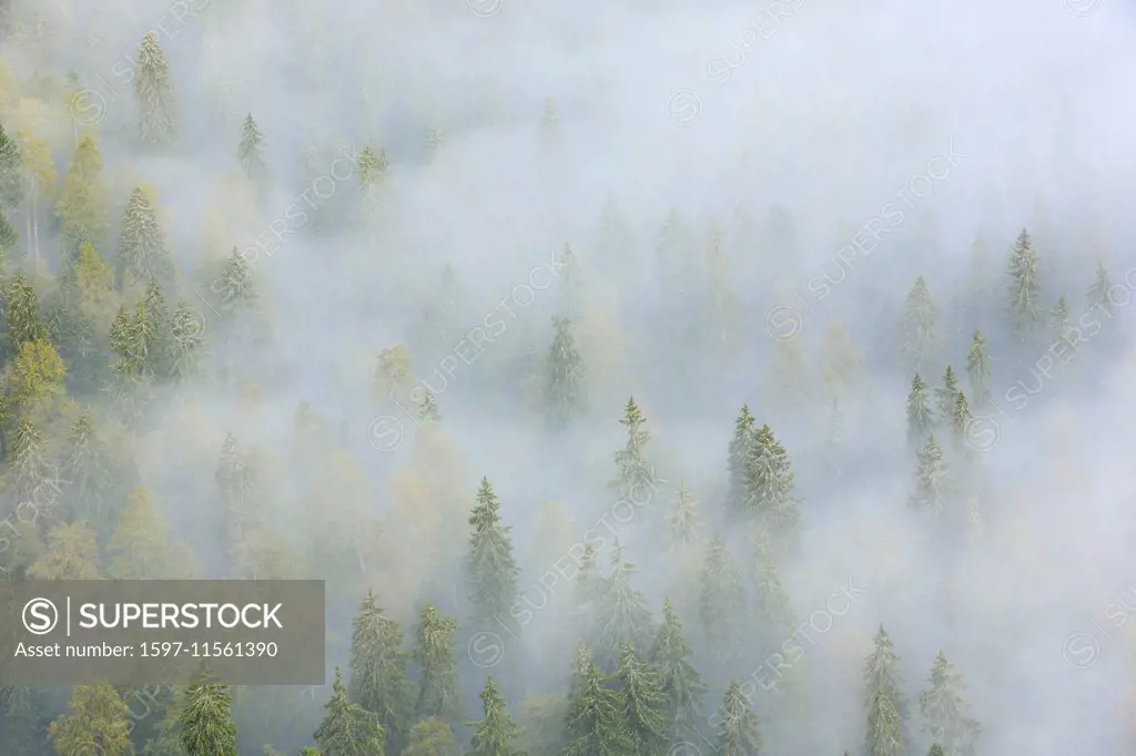 Tree, trees, spruce, spruces, spruce forest, Jura, nature, fog, fog patches, canton Neuenburg, Neuenburg Jura, plant, Switzerland, Europe, fir, firs, ...