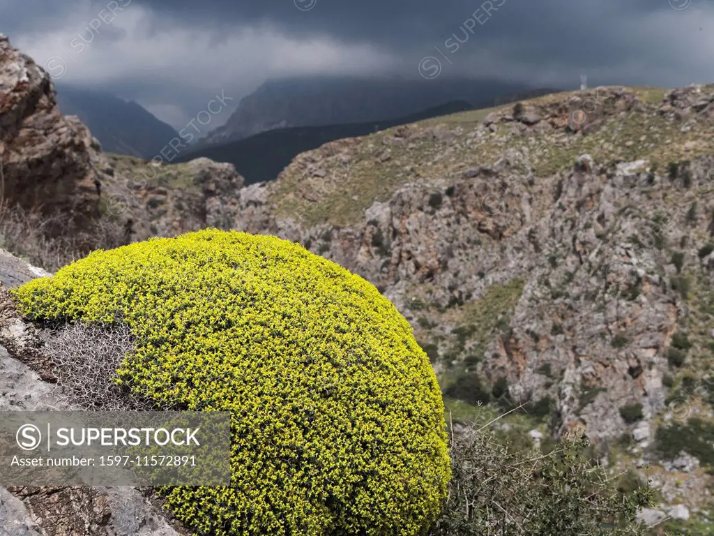 Thorn bush, Greek spiny spurge, thorn cushion plant, Euphorbia acanthothamnos, heath, mountains, Greece, Europe, hemisphere, limestone mountains, Kour...