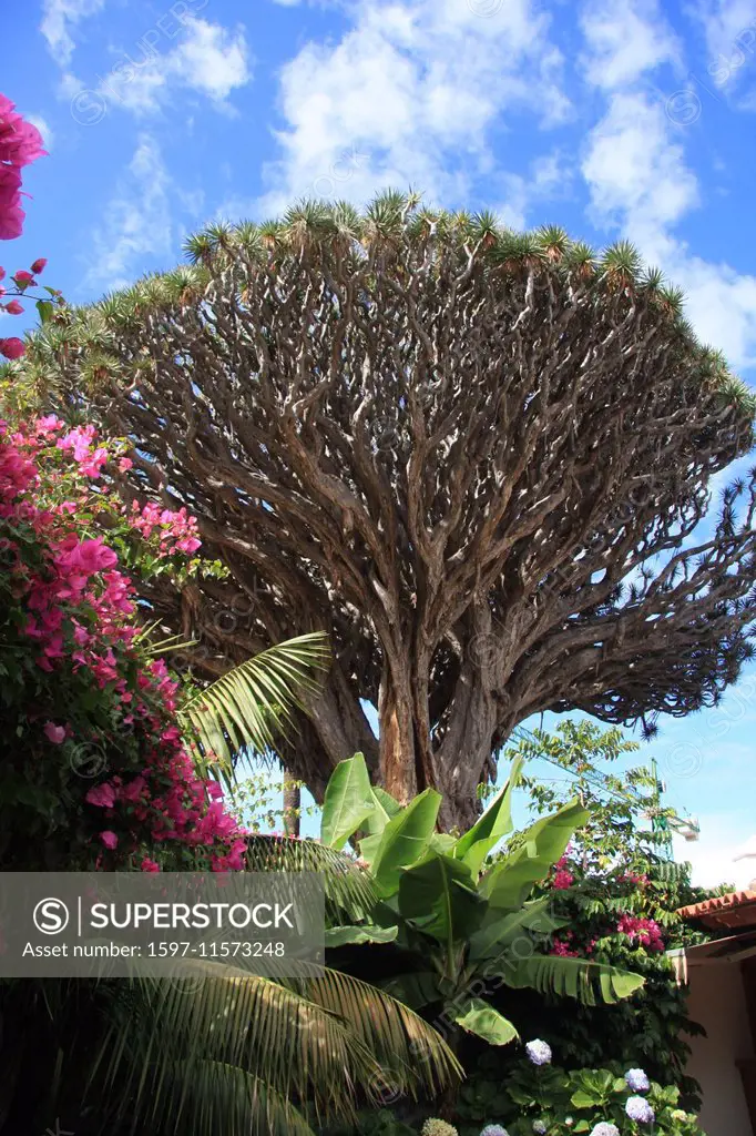 Spain, Europe, Tenerife, Canary islands, Icod de loose Vinos, Drago Milenario, tree, dragon tree, dracaena draco,