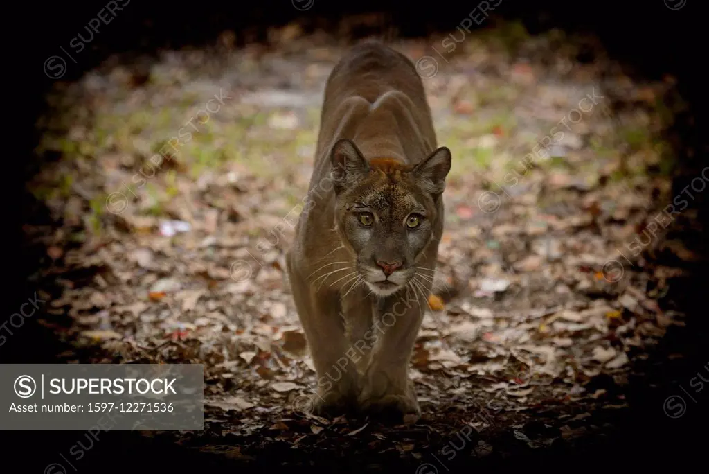 USA, Florida, Tallahassee, Panhandle, Puma concolor coryi, Florida