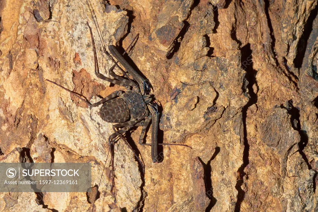 Tailless whip scorpion, Amblypigi, spider, animal, Sri Lanka